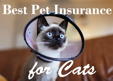 pet insurance cost cat seniors.